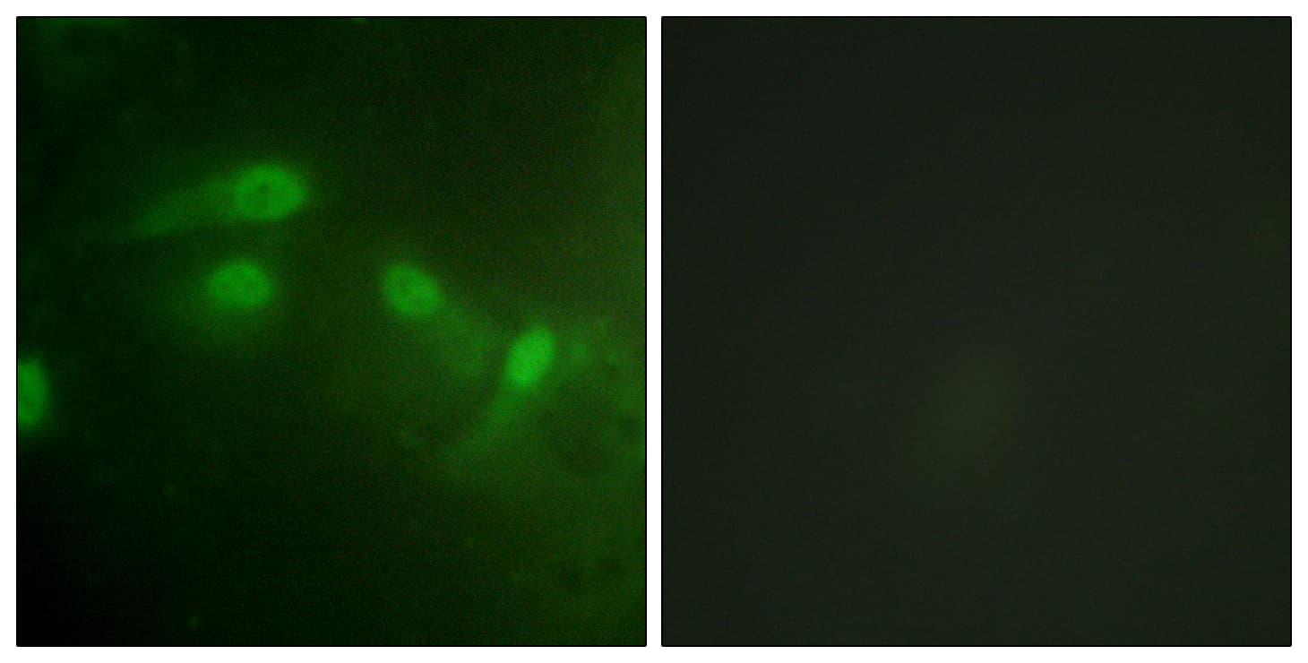 Polyclonal Rabbit anti-Human MDM2 Antibody (phospho-Ser186, IF)