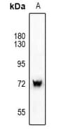 Polyclonal Rabbit anti-Human SYK Antibody (IHC, IF, WB)
