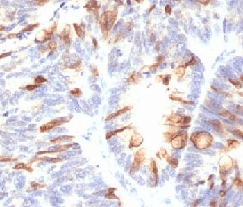 Monoclonal Mouse anti-Human Mucin 2 / MUC2 Antibody (clone CCP58, Azide-free,BSA-free, IHC, IF, WB)