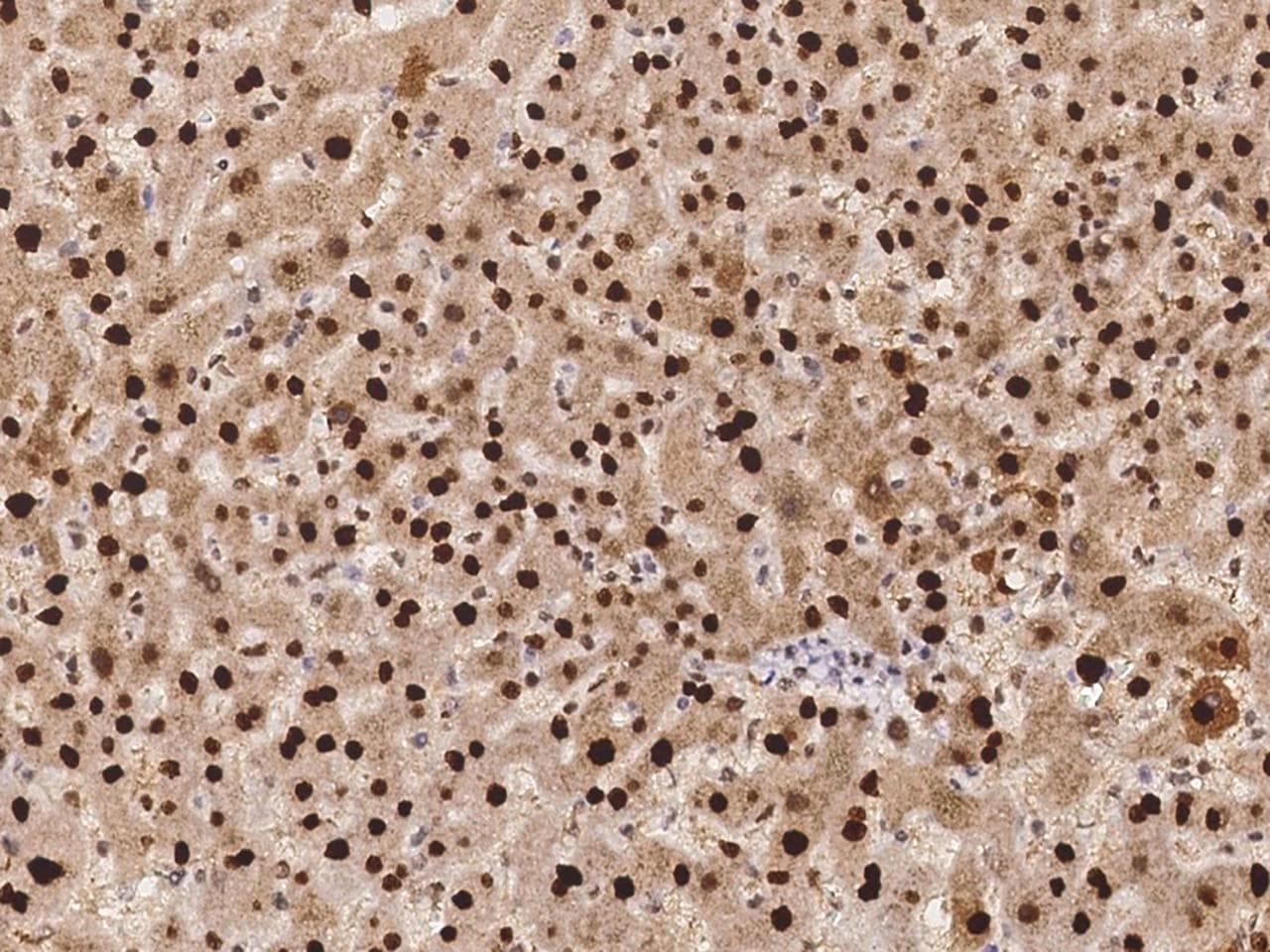 Polyclonal Rabbit anti-Human SCLY Antibody (Preservative Free, IHC)