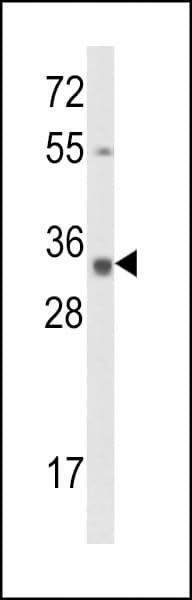 CNN3 Antibody (aa7-34)