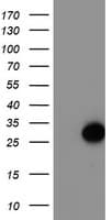 ARL11 Antibody (clone OTI1A5)