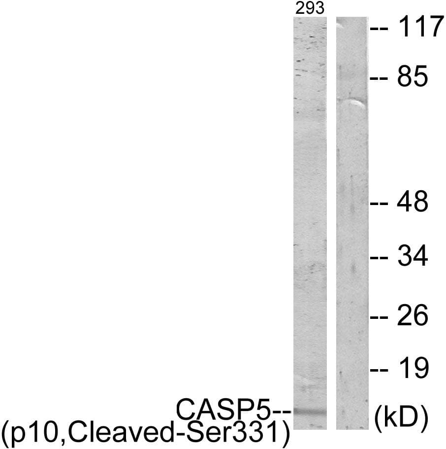 CASP5 / Caspase 5 Antibody (p10, Cleaved-Ser331)