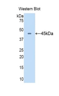 CD40L Antibody (aa105-260)