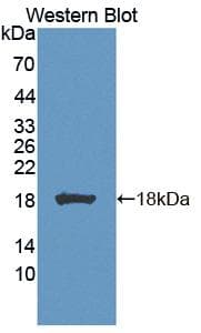 BLVRA Antibody (aa1-125, Biotin)