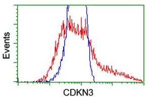 IHC-plus™ CDKN3 / KAP Antibody (clone 2E11)