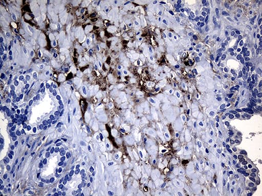 GTPCH1 / GCH1 Antibody (clone OTI2D12, Carrier-free)