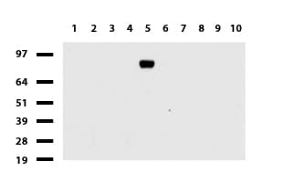 FOLH1 / PSMA Antibody (clone UMAB27, Carrier-free)