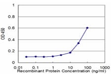 Monoclonal Mouse anti-Human TRIM23 Antibody (clone 2H4, WB)