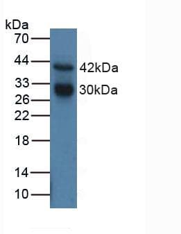 CTSG / Cathepsin G Antibody (aa21-255)