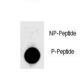 LIN28A / LIN28 Antibody (phospho-Ser134)