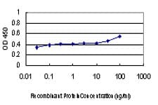 Monoclonal Mouse anti-Human DLX2 Antibody (clone 2H2, IHC, WB)
