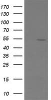 ERG Antibody (clone OTI4H7)