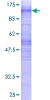 Human MS4A3 Protein (Recombinant GST)