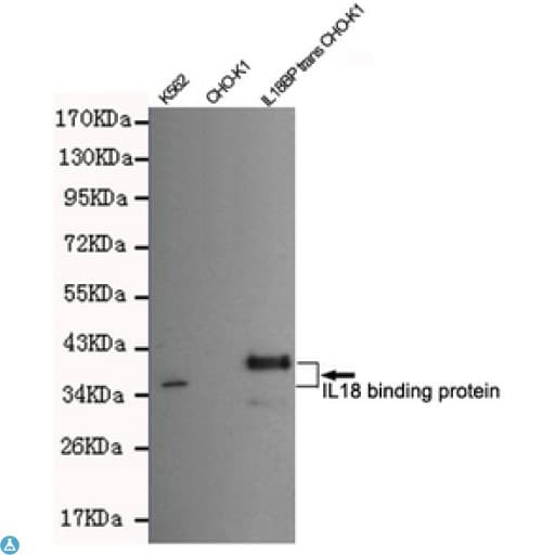 IL18BP Antibody