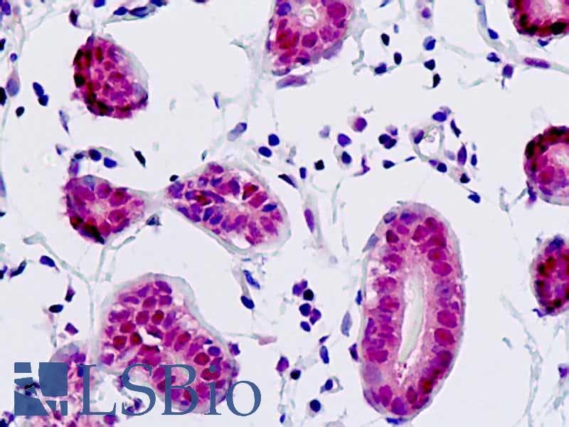 IHC-plus™ COPS3 / CSN3 Antibody (aa374-423)