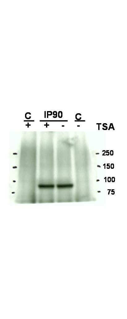 HSP90AA1 / Hsp90 Alpha A1 Antibody (K294)