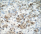 CREB1 / CREB Antibody