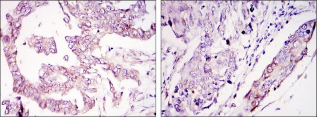 WIF1 Antibody (clone 1G5)