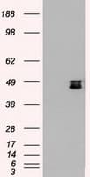 MAP2K4 / MKK4 Antibody (clone OTI4B4)