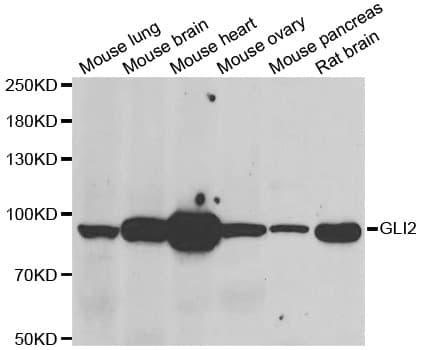 GLI2 Antibody