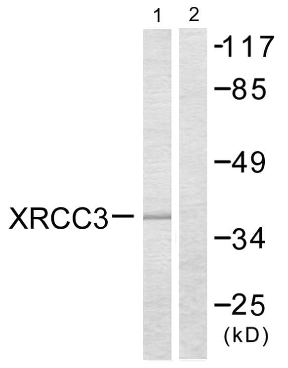 XRCC3 Antibody