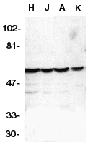 CASP10 / Caspase 10 Antibody (aa505-521)