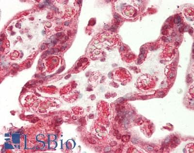 POU2F1 / OCT1 Antibody (aa61-110)