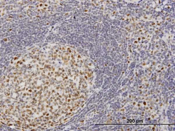 TOE1 Antibody (clone 1C12)