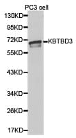 KBTBD3 Antibody