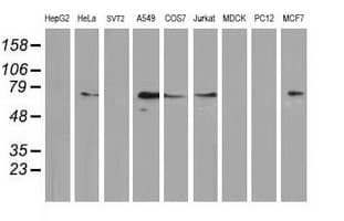 MGRN1 Antibody (clone OTI3C3)