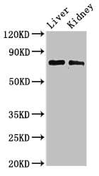 PHF21A / BHC80 Antibody
