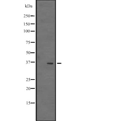 VSIG2 Antibody