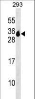 Polyclonal Rabbit anti-Human MS4A6A / MS4A Antibody (aa11-38, WB)