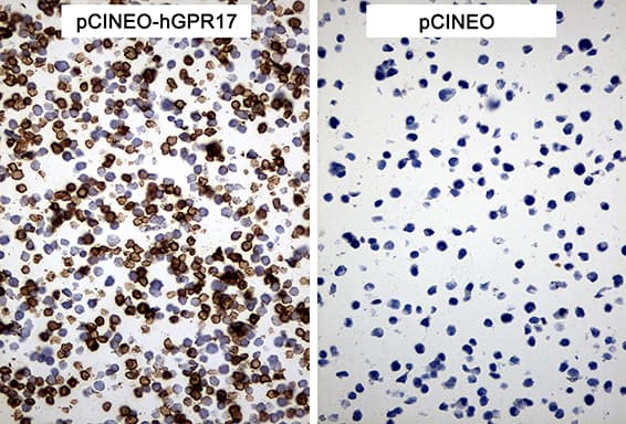GPR17 Antibody (C-Terminus, clone OTI10B8)