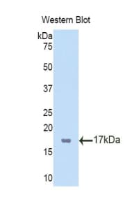 TBX3 Antibody (aa107-220)