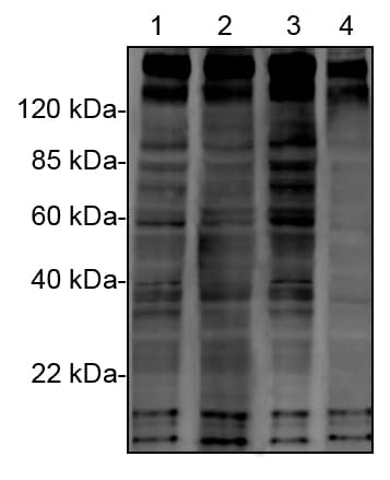 Phosphotyrosine Antibody