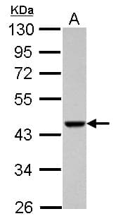 ACTRT1 Antibody