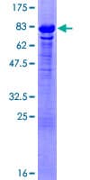 Human GTF2A1 / TFIIA Protein (Recombinant GST)