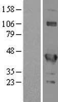 EIF3G Protein (Over-Expression Lysate Myc-DDK (Flag))