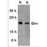 Polyclonal Rabbit anti-Human BCL2L11 / BIM Antibody (IHC, IF, WB)