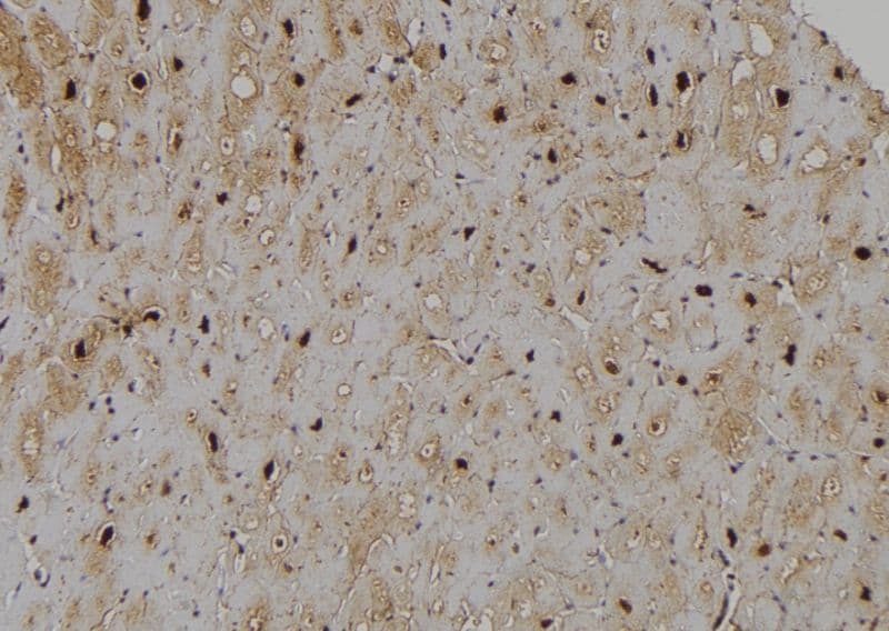 Polyclonal Rabbit anti-Human HIST3H3 Antibody (Methyl-Lys4, IHC, IF, WB)