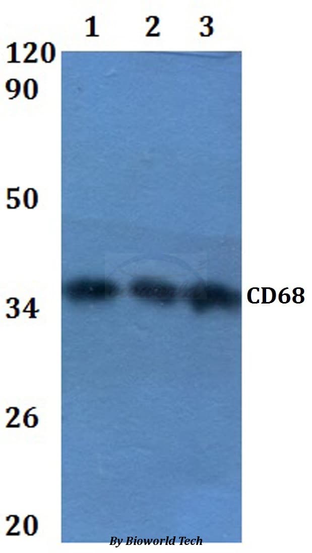 CD68 Antibody