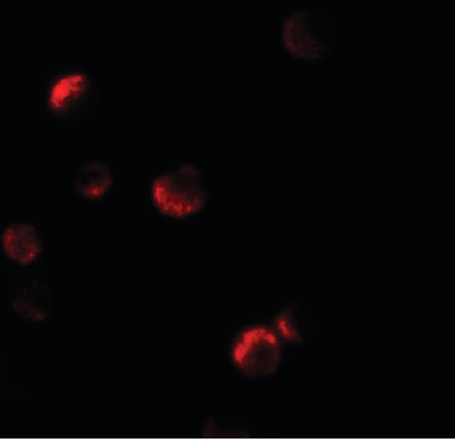 IHC-plus™ YPEL1 Antibody