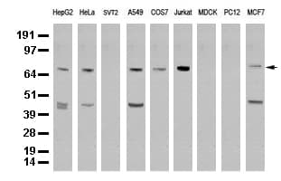 XRCC1 Antibody (clone UMAB40)