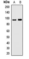 PDE8A Antibody
