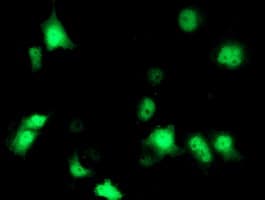 NUDEL / NDEL1 Antibody (clone OTI3B9, Carrier-free)