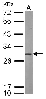 PSMA7 Antibody (aa1-205)