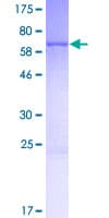 Human PURG Protein (Recombinant GST)