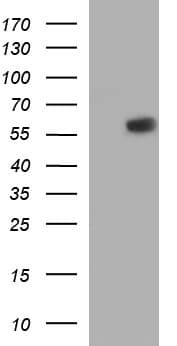 IRF5 Antibody (clone OTI1B8)